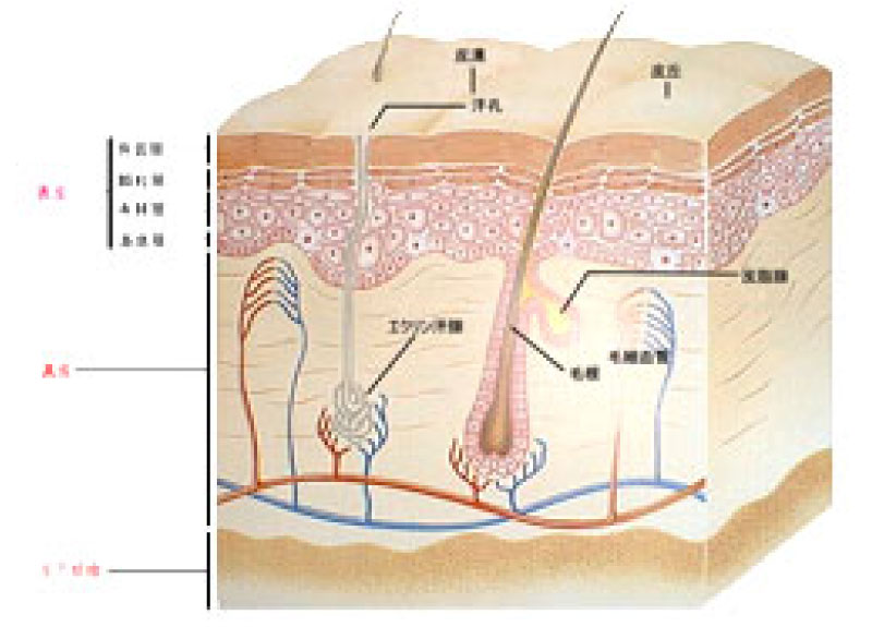 皮膚の構造 イメージイラスト